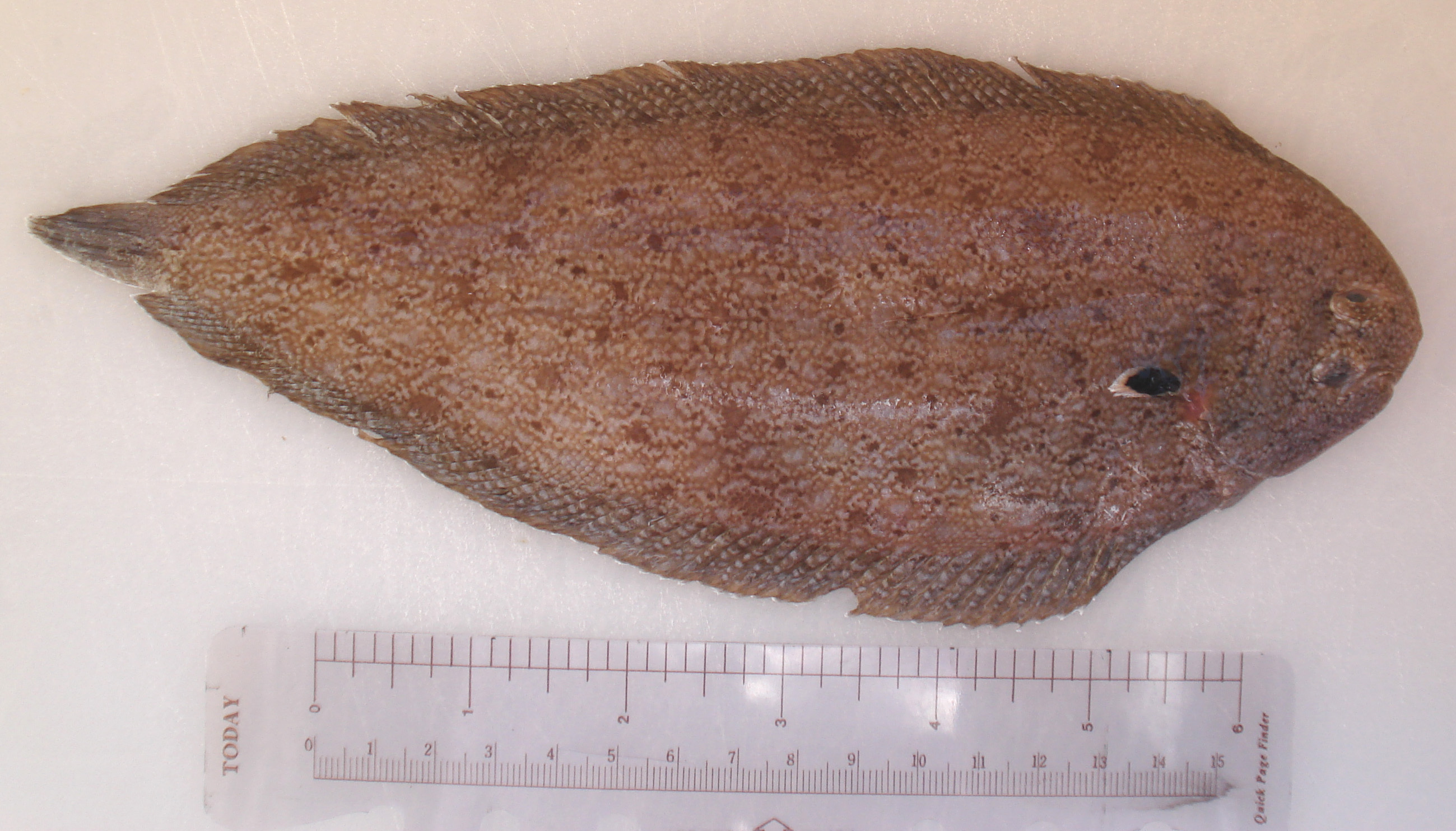 (Pegusa Günther, 1862) Род Пегусы, Солеипегусы, Genus Pegusa Günther